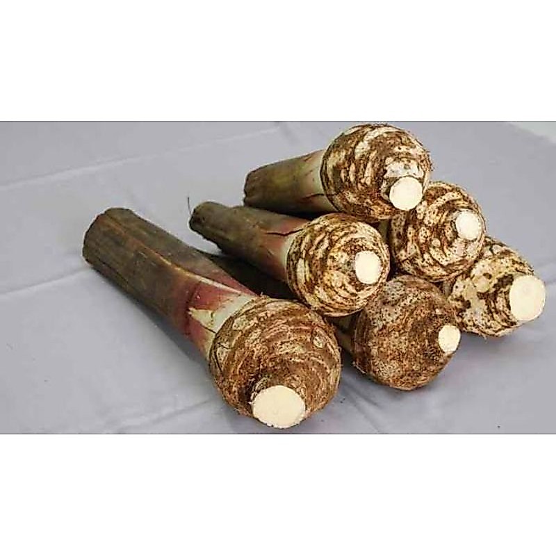 Buah Keladi / Ubi Talas / Per Buah