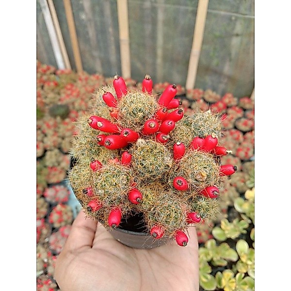 Kaktus mamillaria cabe cluster