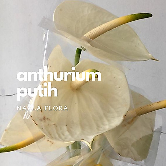 Bunga Potong Anthurium Putih ( 1 Batang )