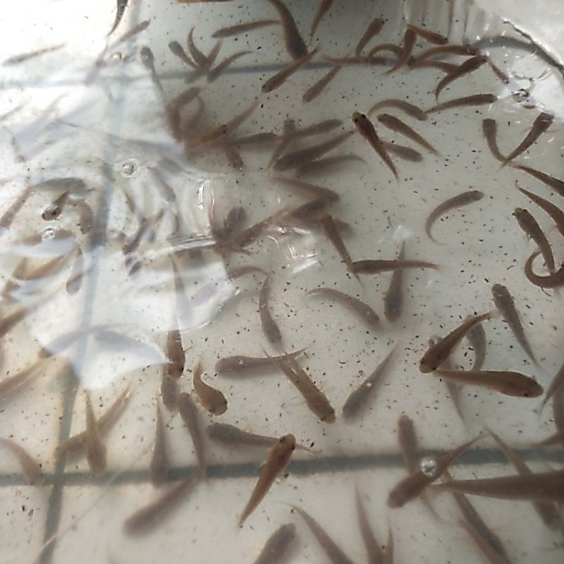 Bibit ikan gabus / burayak gabus / ikan gabus berkwalitas