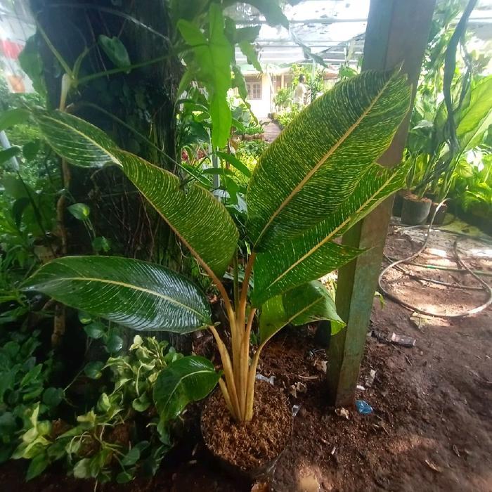 tanaman hias pisang Bugis farigata golden