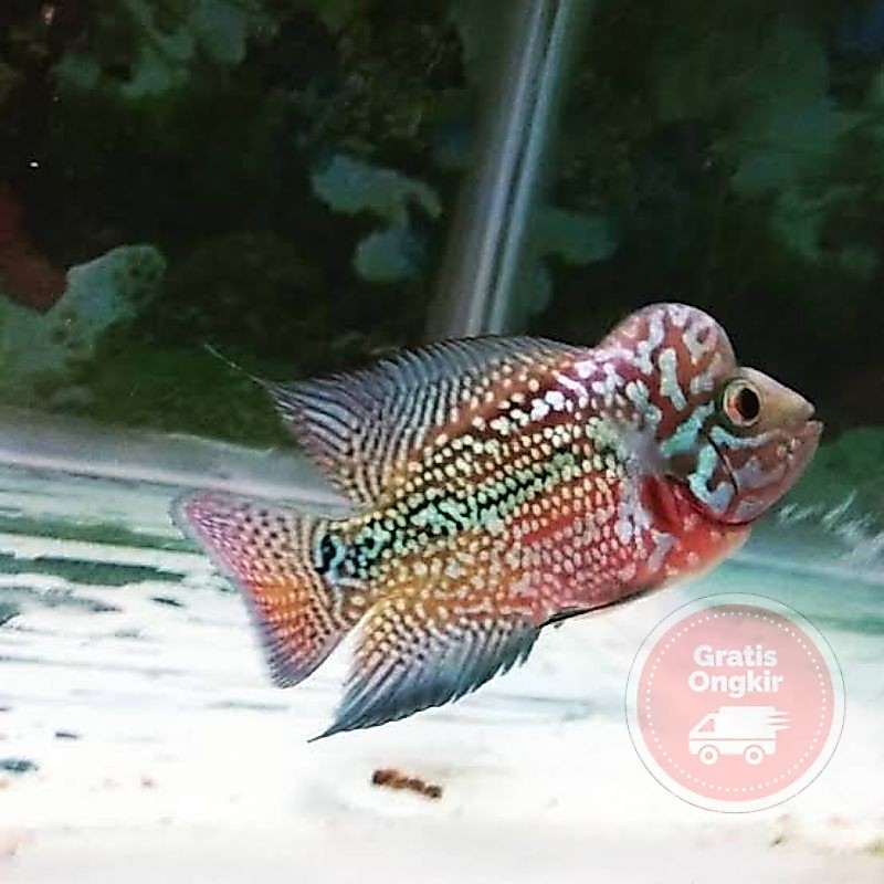 single Burayak lohan kamfa x gb 3-8cm f1 louhan bonus pakan | kebutuhan aquarium