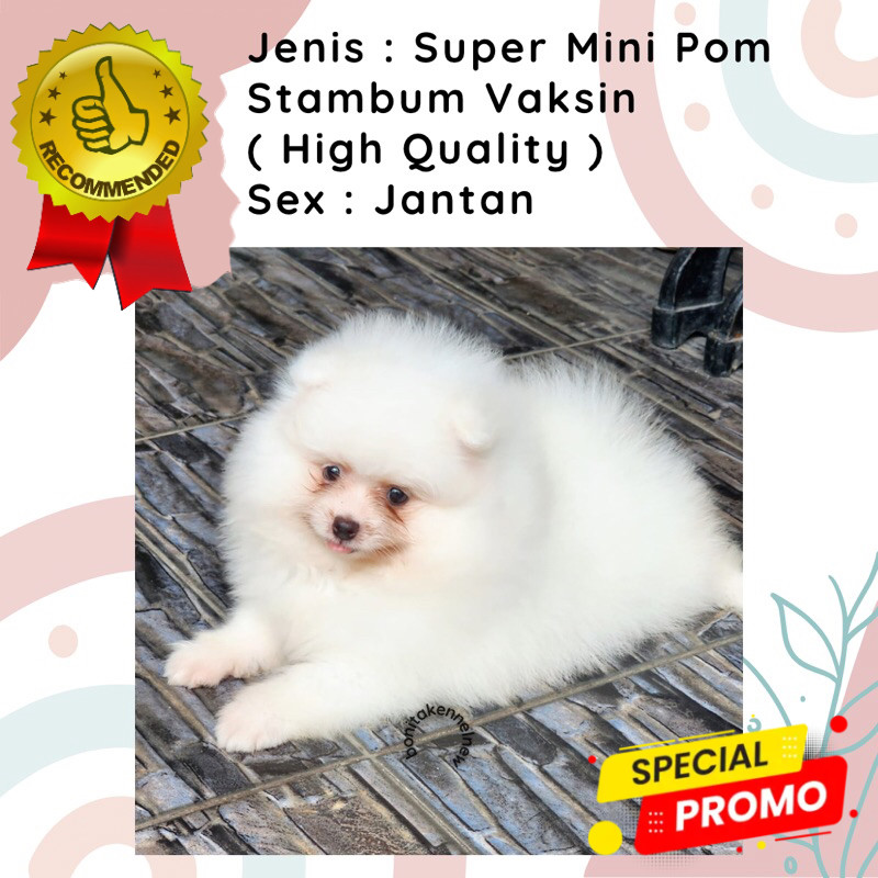 Anak Anjing Super Mini Pomeranian Stambum Particolor Black Tan Snow White Jantan Betina