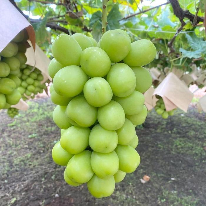 PROMO BIBIT ANGGUR IMPORT SHINE MUSCAT SUPER UNGGUL bibit anggur tanpa biji bibit anggur hijau