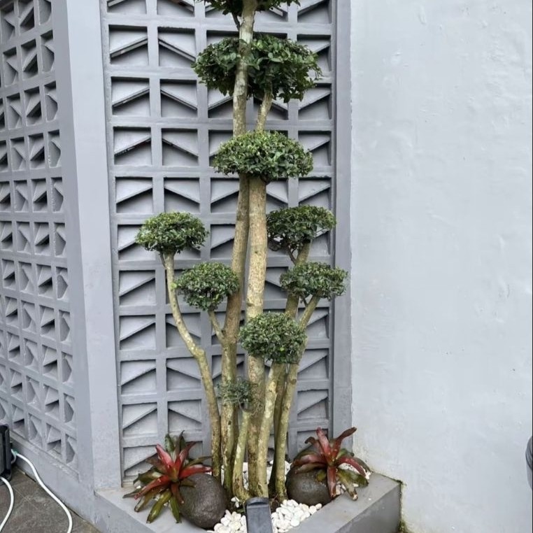 taman bonsai serut minimalis