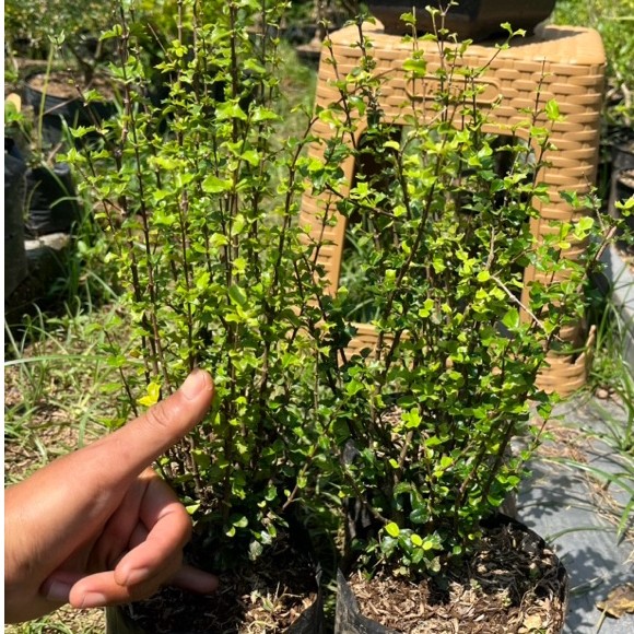 MIRTEN DURI BAHAN BONSAI (BISA COD)
