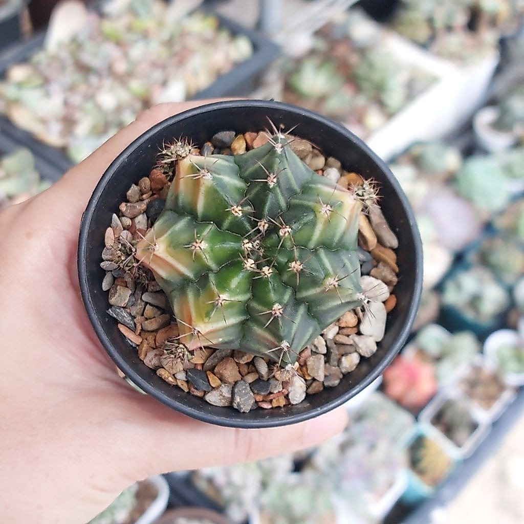 Kaktus Gimno Gymno Gymnocalycium Hybrid Rootbeer x Sepia Seedling 1 set pot