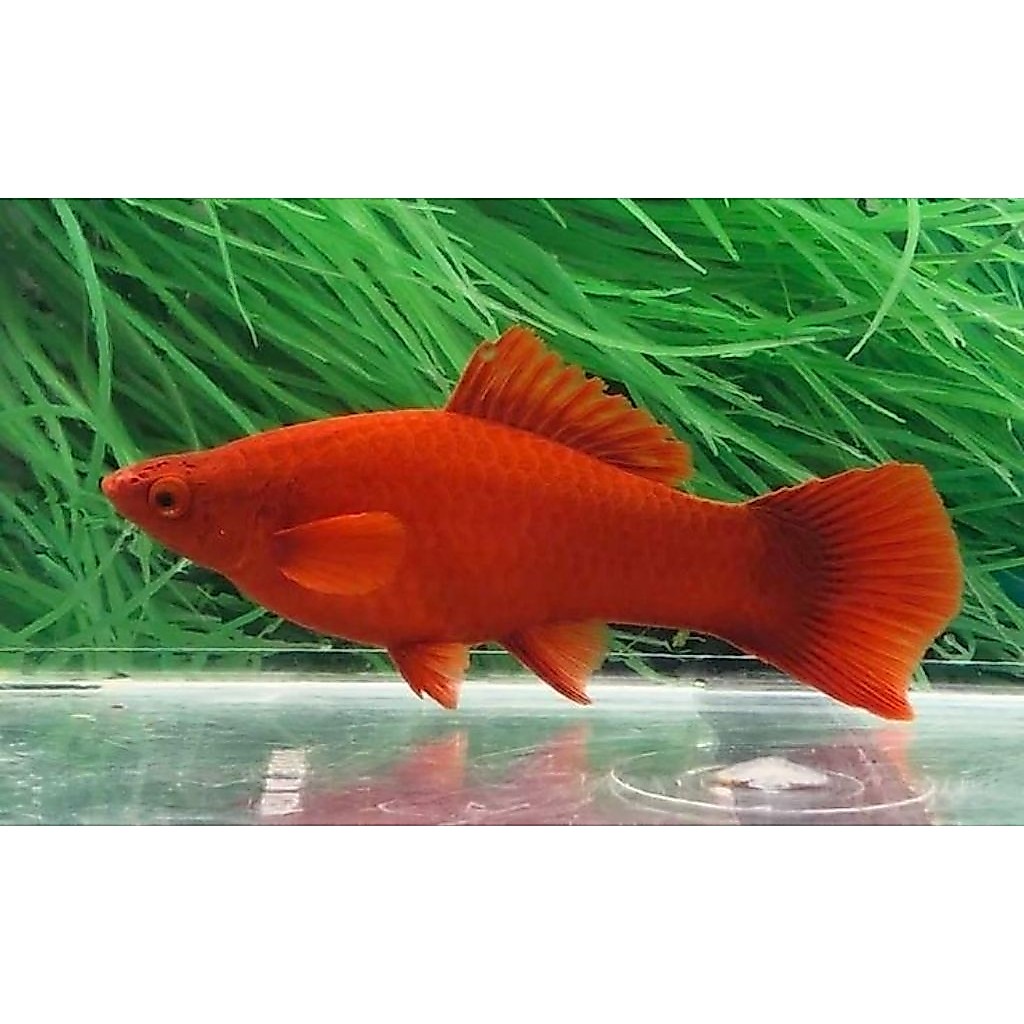 Platy Mas Pedang Hiasan Akuarium