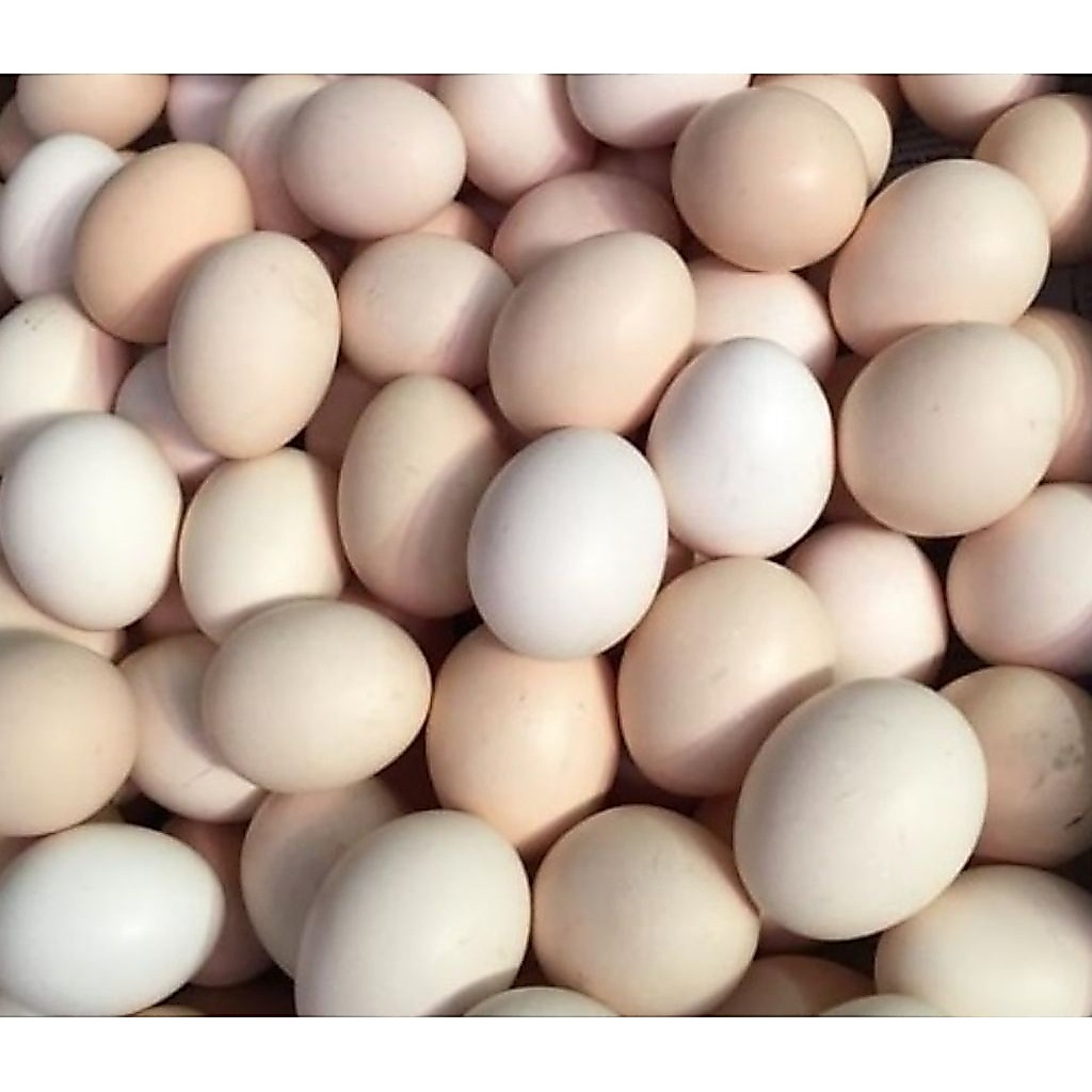 Telur fertil ayam bp3 (BISA MENETAS)