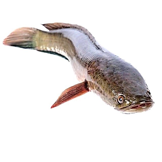 ikan gabus fresh ikan laut segar