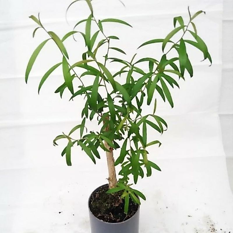 Bibit Tanaman Kayu Putih Eucalyptus-Bibit Kayu Putih-Bibit Pohon-Kayu Putih