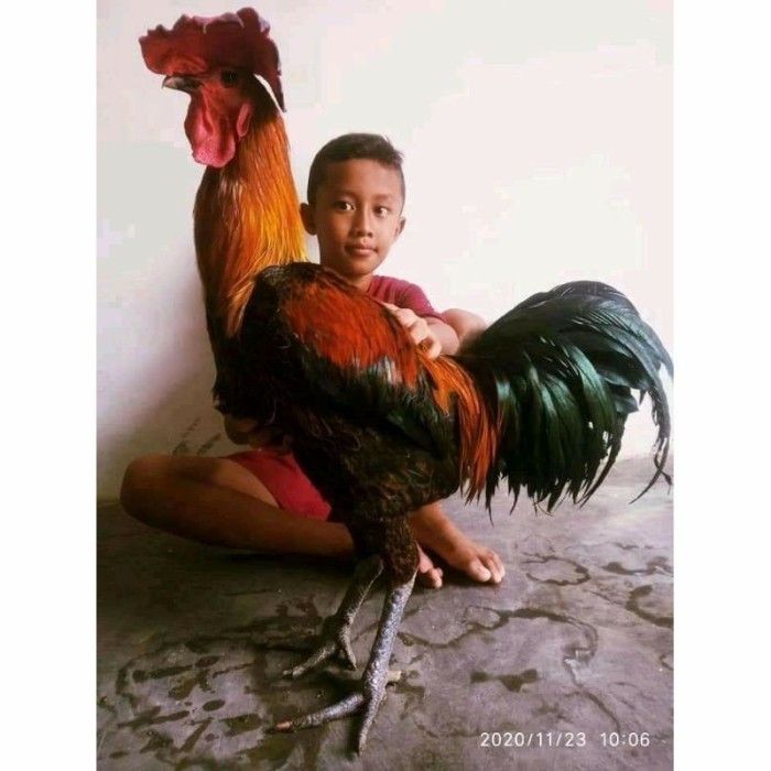 Telur ayam pelung aduan super jumbo fertil asli siap ditetaskan - ayam pelung