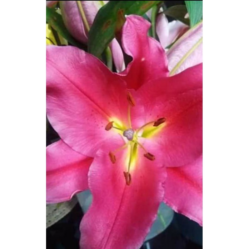 (Bisa Cod) Umbi Lily Casablanca Import Tanaman Hias Umbi Liliy | Bunga Lily Asiatics | Umbi Lily Aur