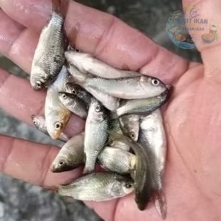 bibit ikan mas ukuran setengah jari per 100 ekor / bibit ikan di bandung
