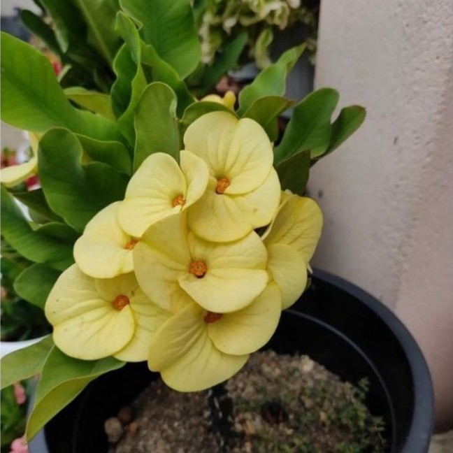 TANAMAN HIAS EUPHORBIA KUNING MILI//EUPHORBIA IMPORT
