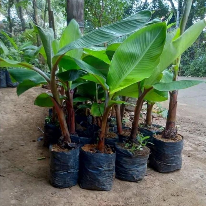 bibit pohon pisang tanduk