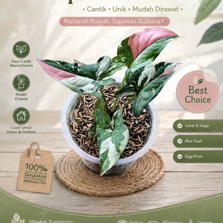 Syngonium Red Spot Tri Color