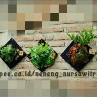 Terlaris Platycerium Ridleyi / Redleyi / Simbar menjangan Kalimantan / Platycerium Ridleyi
