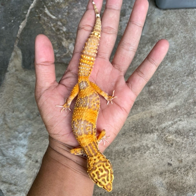 Tokek Gecko Leopard Betina Unik Lucu