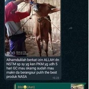 Nstm Nasa Suplemen Obat Untuk Sapi Pmk Penyakit Mulut Dan Kuku