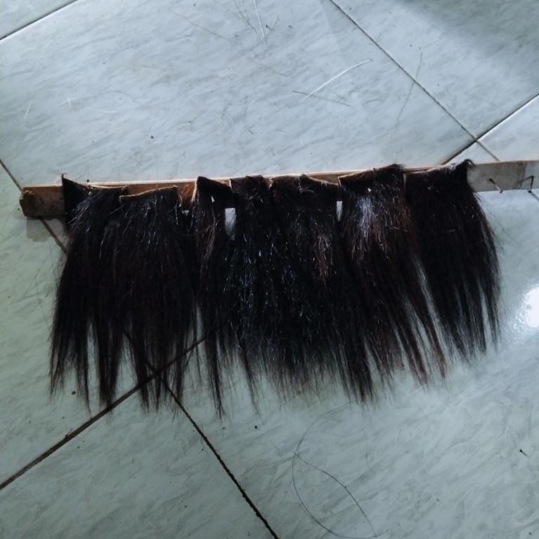 suri kuda asli