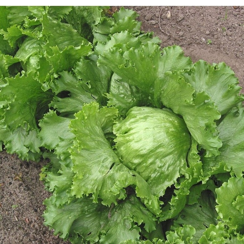 Benih Lettuce Iceberg Bibit Benih Biji Selada Lettuce Selada Bokor Benih Bibit Biji Seribuan