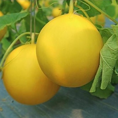 Benih Bibit Biji - Melon Luna Golden Kuning F1 Hibrida Seeds