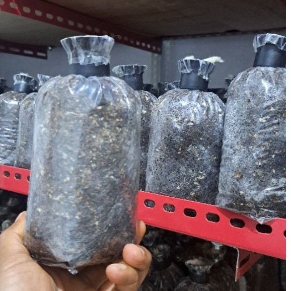 BIBIT JAMUR MERANG PENTOL HITAM siap tanam