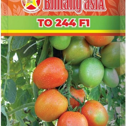TOMAT TO 244 F1 10GR BINTANG ASIA