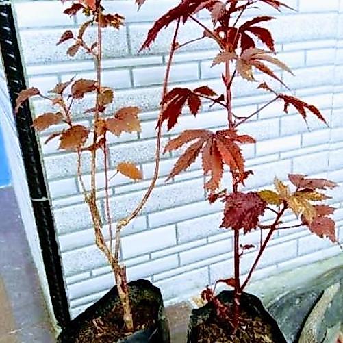 Bibit Tanaman bunga RED PANAMA TERJAMI