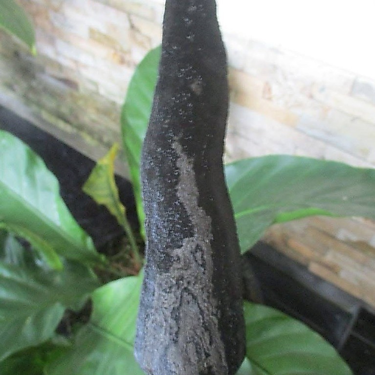 Tombak Sepuh Jenggolo