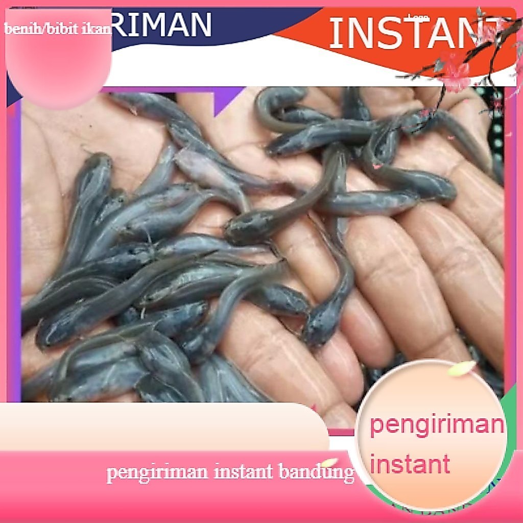 Bibit / benih ikan lele ukuran 3-5 cm per 1000 ekor