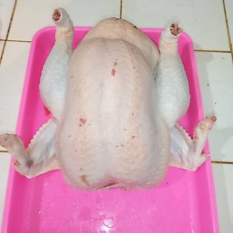 ayam broiler jumbo berat 2~ 2.5kg