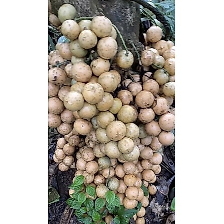 BUAH KONING Kin