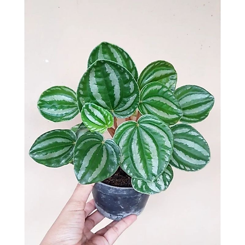 Peperomia belimbing / peperomia verschaffeltii / peperomia daun bergelombang