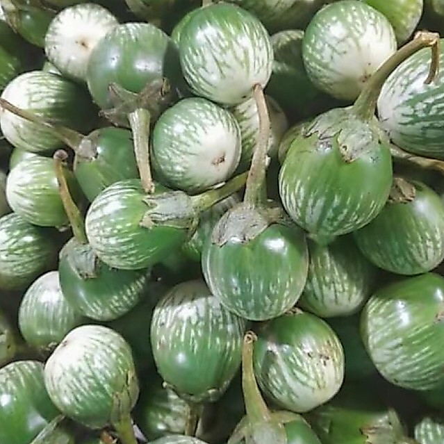 Terong Bulat 1kg | Terong Batik | Terong kecil bulat | Terong bunder