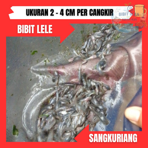 bibit ikan lele sangkuriang ukuran 2 - 4 cm per cangkir