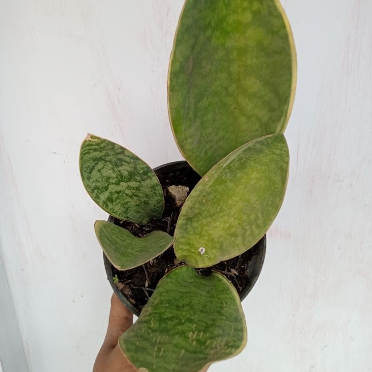 Sansevieria Masoniana Varigata