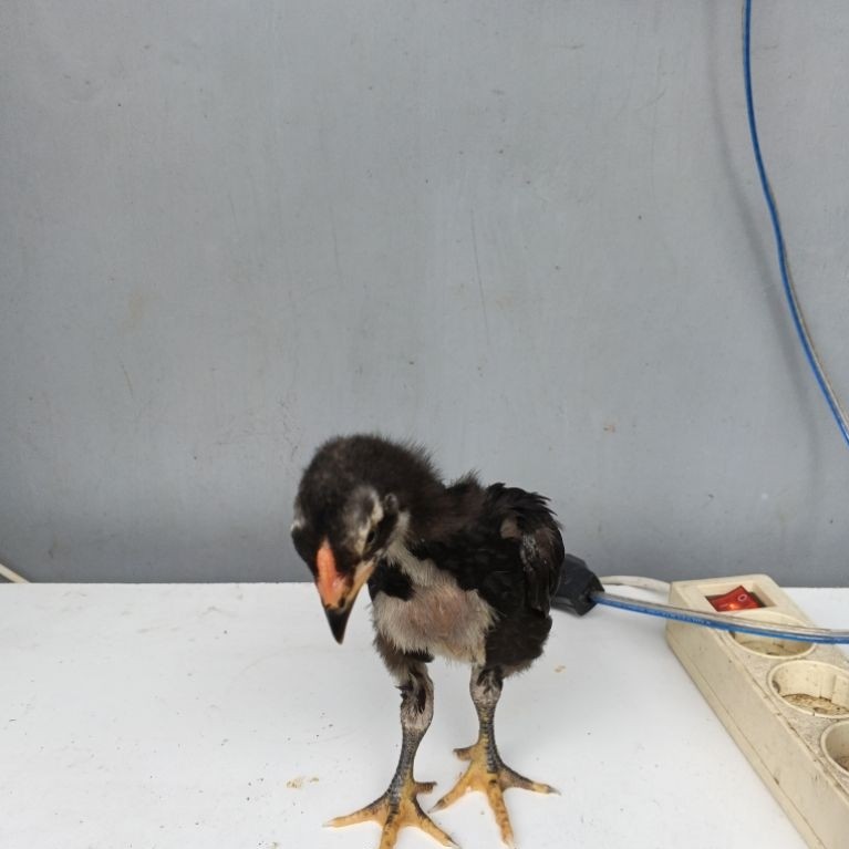 anak ayam birma Telur biru Garansi ori usia 1 bulan.