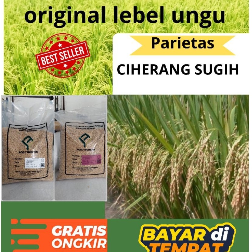 CIHERANG SUGIH benih padi unggul original bersertipikat lebel ungu kemasan 5kg