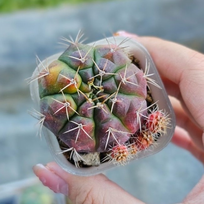Kaktus gymno damsii variegata