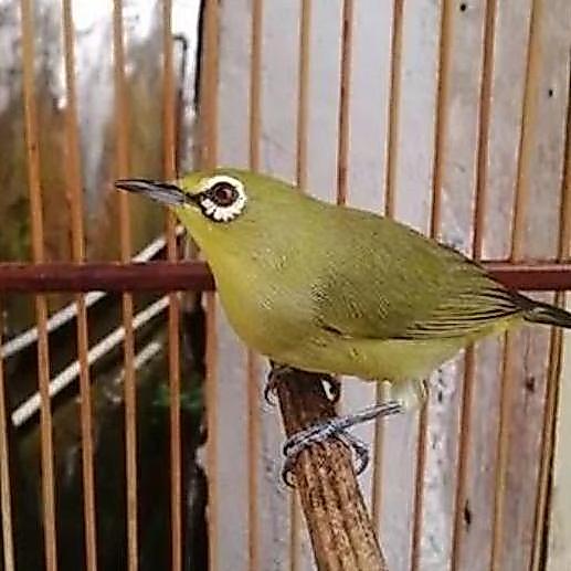 burung pleci dakun sulawesi jantan rawatan voer