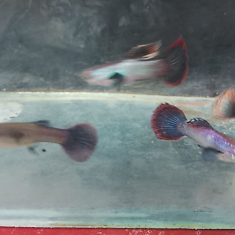 Hiasan Aquarium Guppy pink magenta