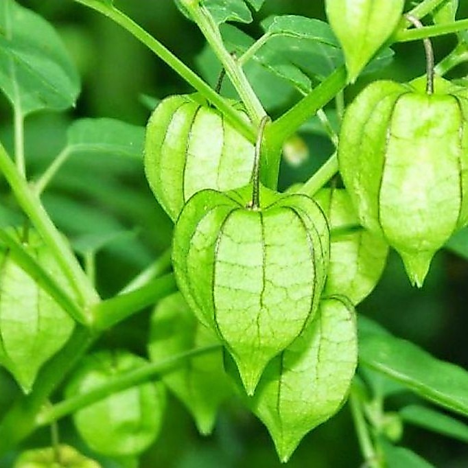 bibit pohon ceplukan.