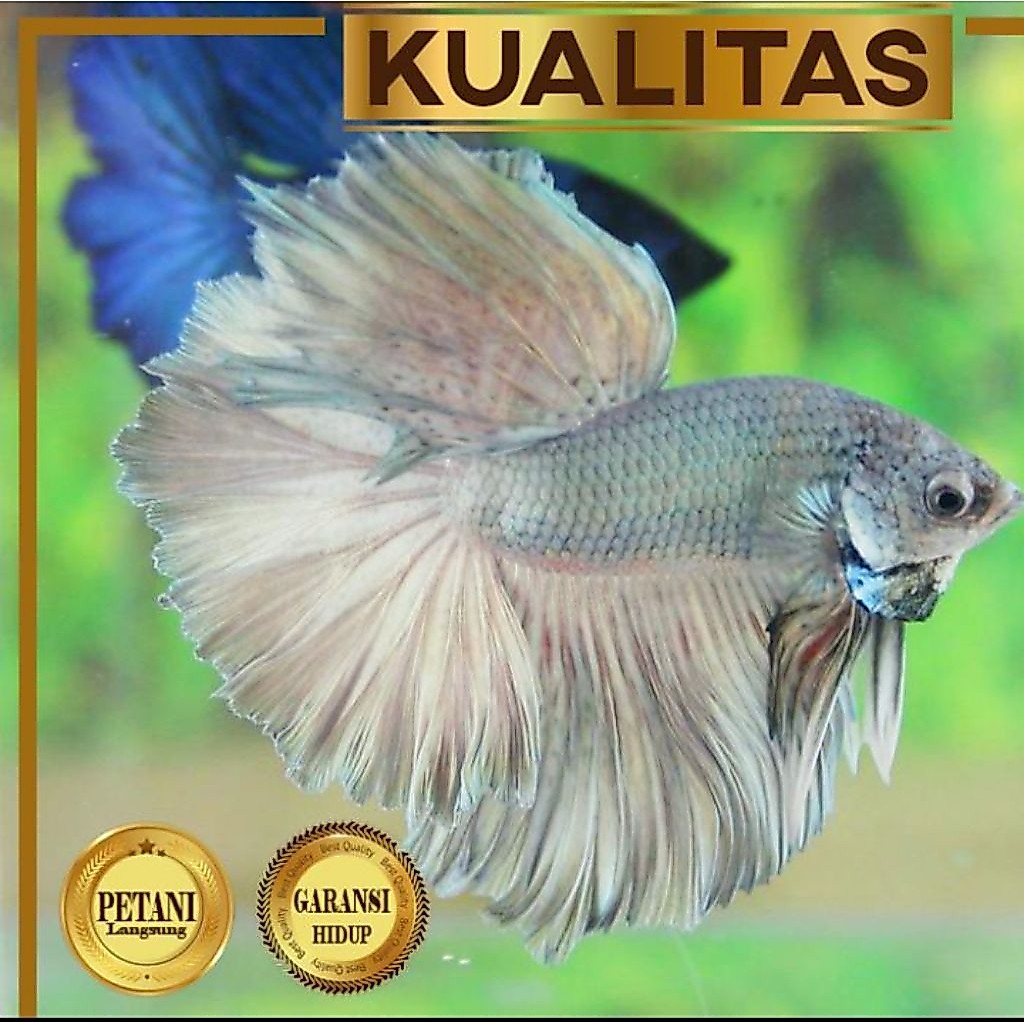 Cupang Full Copper Halfmoon Ikan Hias