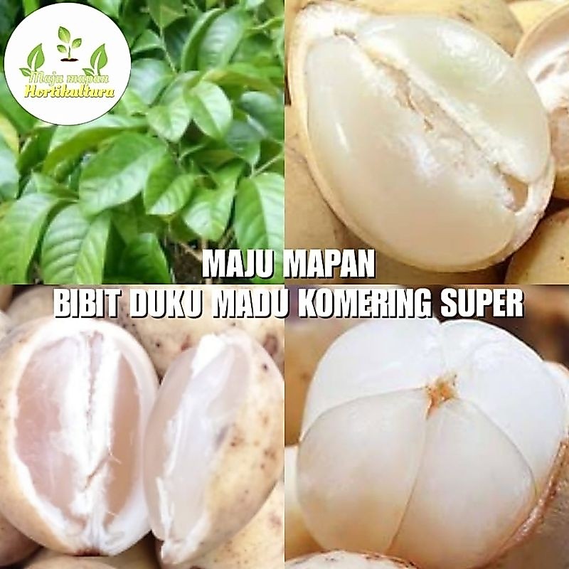 BIBIT DUKU MADU KOMERING SUPER (SAMBUNG)