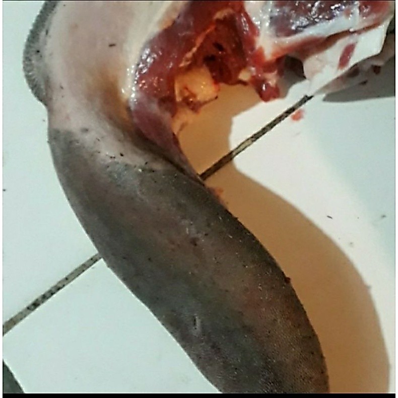 lidah sapi fres 1kg