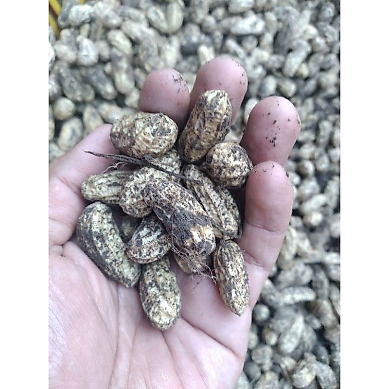 KACANG TANAH KULIT MENTAH