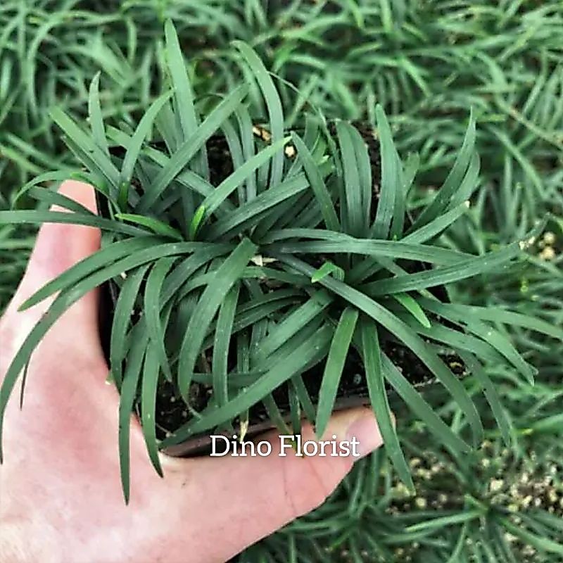 Tanaman Hias Kucai / Rumput Kucai / Pengganti Rumput
