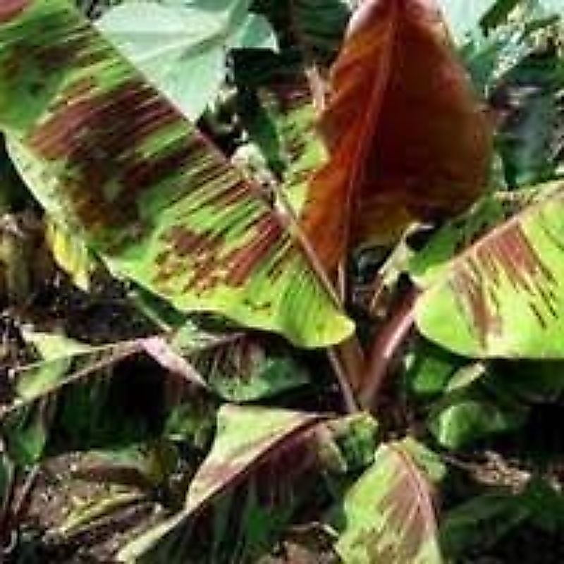 IMDA HANDICRAFT Paket 1 Pohon Bibit Pisang Hutan Varigata Merah Musa Acuninate